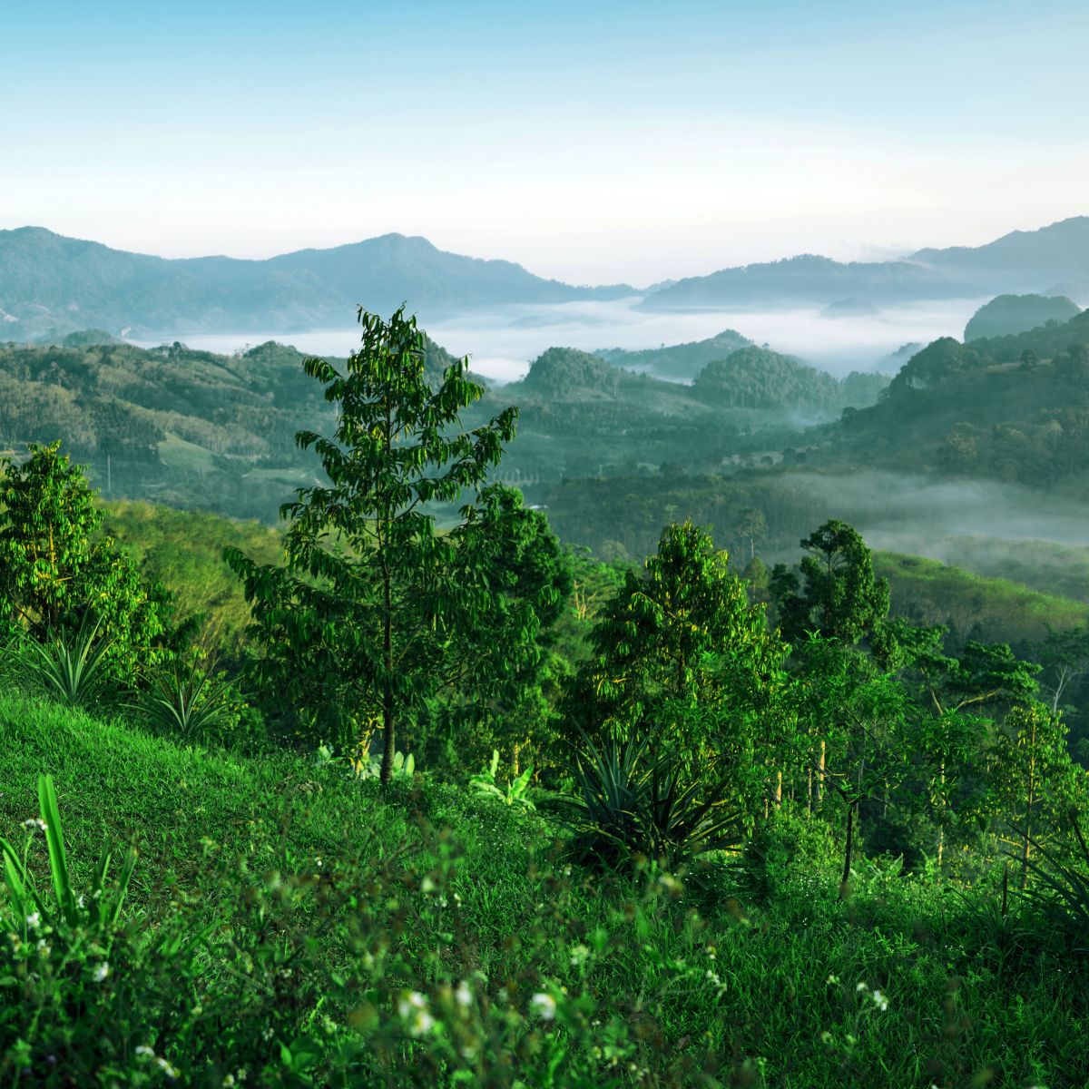 Nakhon Si Thammarat – Viên Ngọc Xanh đầy quyến rũ của Thái Lan hòa mình với du lịch thế giới